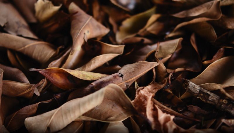 To "Leave the Leaves" or Not?