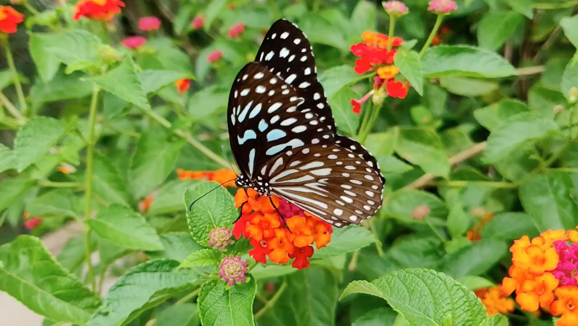 Butterfly on Butterfly Weed (Asclepias Tuberosa)