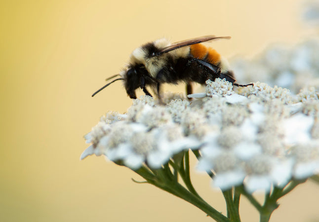 How to Support Native Wildlife in Your Yard