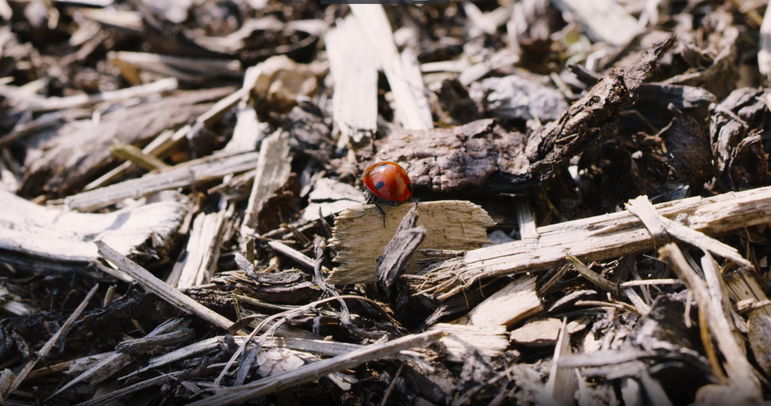 How Sheet Mulching Can Transform Your Landscape (and save you time & effort!)