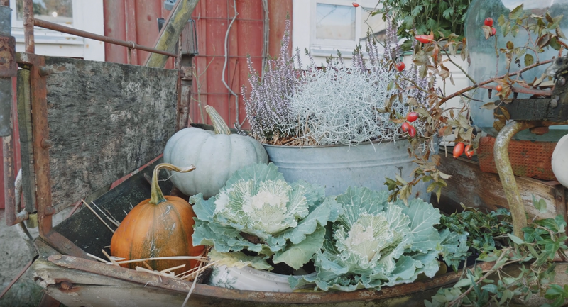 Your Dream Veggie Garden Can Save you Time, Money, and Water