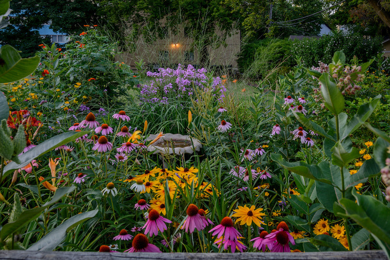 A wild cottage garden with native plants