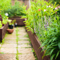 Cedar raised garden beds can be built affordably